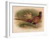 Pheasant (Phasianus colchicus), 1900, (1900)-Charles Whymper-Framed Giclee Print