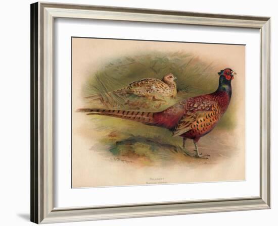 Pheasant (Phasianus colchicus), 1900, (1900)-Charles Whymper-Framed Giclee Print