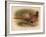 Pheasant (Phasianus colchicus), 1900, (1900)-Charles Whymper-Framed Giclee Print