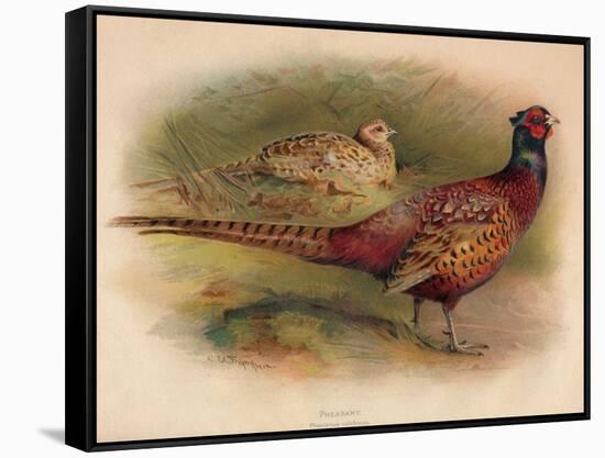 Pheasant (Phasianus colchicus), 1900, (1900)-Charles Whymper-Framed Stretched Canvas