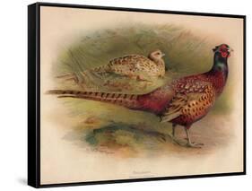 Pheasant (Phasianus colchicus), 1900, (1900)-Charles Whymper-Framed Stretched Canvas