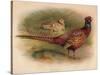Pheasant (Phasianus colchicus), 1900, (1900)-Charles Whymper-Stretched Canvas