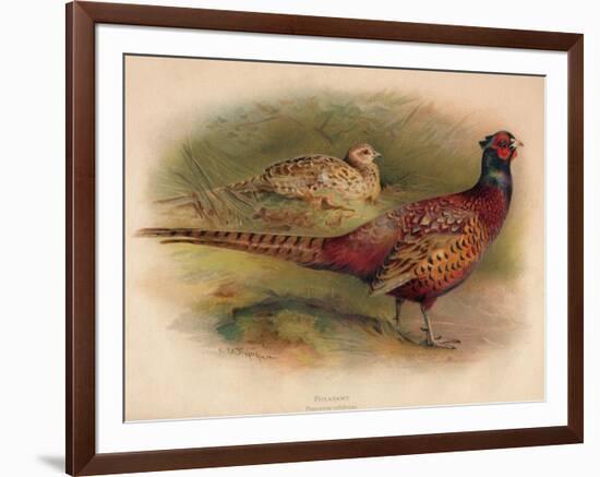 Pheasant (Phasianus colchicus), 1900, (1900)-Charles Whymper-Framed Giclee Print