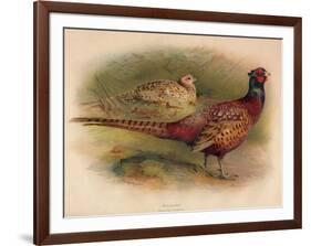 Pheasant (Phasianus colchicus), 1900, (1900)-Charles Whymper-Framed Giclee Print