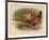 Pheasant (Phasianus colchicus), 1900, (1900)-Charles Whymper-Framed Giclee Print