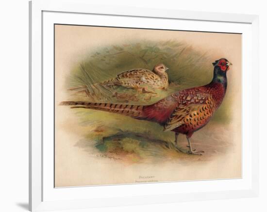 Pheasant (Phasianus colchicus), 1900, (1900)-Charles Whymper-Framed Giclee Print