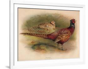 Pheasant (Phasianus colchicus), 1900, (1900)-Charles Whymper-Framed Giclee Print