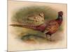 Pheasant (Phasianus colchicus), 1900, (1900)-Charles Whymper-Mounted Giclee Print