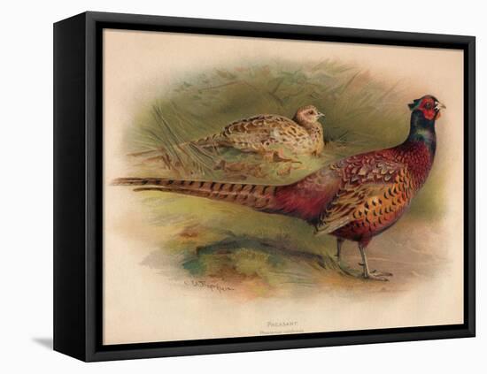 Pheasant (Phasianus colchicus), 1900, (1900)-Charles Whymper-Framed Stretched Canvas