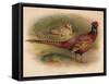 Pheasant (Phasianus colchicus), 1900, (1900)-Charles Whymper-Framed Stretched Canvas