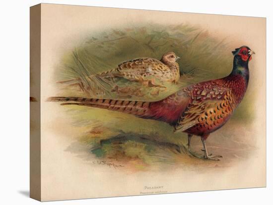 Pheasant (Phasianus colchicus), 1900, (1900)-Charles Whymper-Stretched Canvas