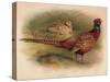 Pheasant (Phasianus colchicus), 1900, (1900)-Charles Whymper-Stretched Canvas