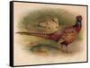 Pheasant (Phasianus colchicus), 1900, (1900)-Charles Whymper-Framed Stretched Canvas