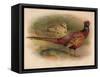 Pheasant (Phasianus colchicus), 1900, (1900)-Charles Whymper-Framed Stretched Canvas