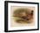 Pheasant (Phasianus colchicus), 1900, (1900)-Charles Whymper-Framed Giclee Print