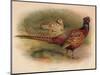 Pheasant (Phasianus colchicus), 1900, (1900)-Charles Whymper-Mounted Giclee Print