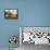 Pheasant Shooting-Samuel John Egbert Jones-Framed Stretched Canvas displayed on a wall