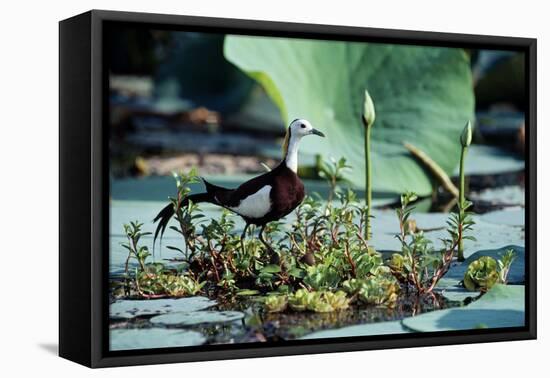 Pheasant-Tailed Jacana-null-Framed Stretched Canvas