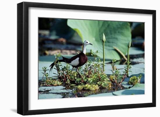 Pheasant-Tailed Jacana-null-Framed Photographic Print