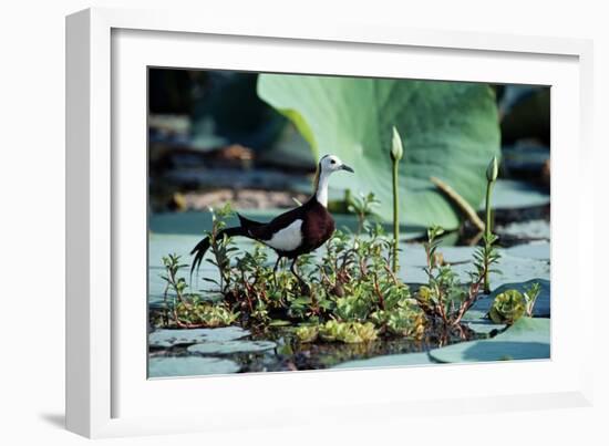 Pheasant-Tailed Jacana-null-Framed Photographic Print