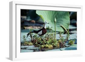 Pheasant-Tailed Jacana-null-Framed Photographic Print