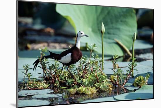 Pheasant-Tailed Jacana-null-Mounted Photographic Print