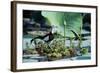 Pheasant-Tailed Jacana-null-Framed Photographic Print