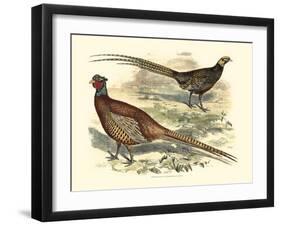 Pheasant Varieties V-null-Framed Art Print