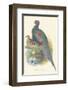 Pheasant Versicolor-null-Framed Art Print