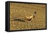 Pheasant Walking across Ploughed Field-null-Framed Stretched Canvas