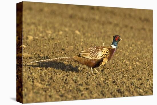 Pheasant Walking across Ploughed Field-null-Stretched Canvas