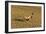 Pheasant Walking across Ploughed Field-null-Framed Photographic Print