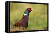 Pheasant-null-Framed Stretched Canvas