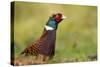 Pheasant-null-Stretched Canvas