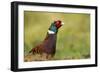 Pheasant-null-Framed Photographic Print