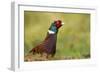 Pheasant-null-Framed Photographic Print