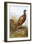 Pheasant-English-Framed Giclee Print