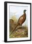 Pheasant-English-Framed Giclee Print