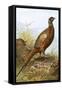 Pheasant-English-Framed Stretched Canvas