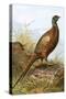 Pheasant-English-Stretched Canvas