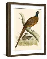 Pheasant-Beverley R. Morris-Framed Premium Giclee Print