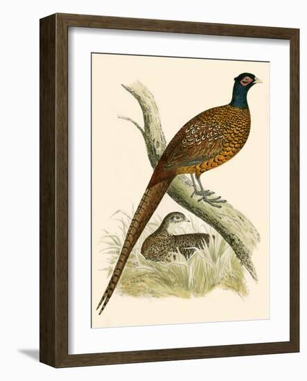 Pheasant-Beverley R. Morris-Framed Premium Giclee Print