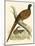 Pheasant-Beverley R. Morris-Mounted Premium Giclee Print