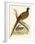 Pheasant-Beverley R. Morris-Framed Giclee Print