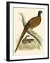 Pheasant-Beverley R. Morris-Framed Giclee Print