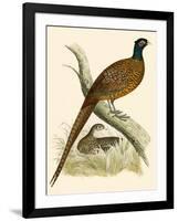 Pheasant-Beverley R. Morris-Framed Giclee Print
