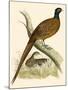 Pheasant-Beverley R. Morris-Mounted Giclee Print