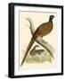 Pheasant-Beverley R. Morris-Framed Giclee Print