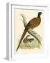 Pheasant-Beverley R. Morris-Framed Giclee Print