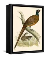 Pheasant-Beverley R. Morris-Framed Stretched Canvas